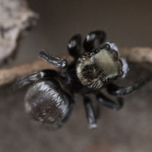 Hasarius adansonii at Block 402 - 3 Dec 2023