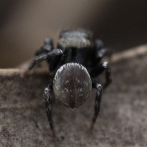 Hasarius adansonii at Block 402 - 3 Dec 2023