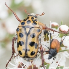Neorrhina punctata (Spotted flower chafer) at Bluetts Block Area - 3 Dec 2023 by patrickcox