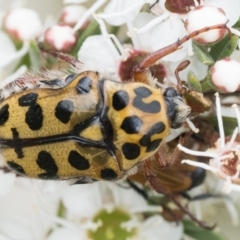 Neorrhina punctata at Bluetts Block (402, 403, 12, 11) - 3 Dec 2023