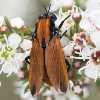 Pelecorhynchus fulvus (Orange cap-nosed fly) at Stromlo, ACT - 3 Dec 2023 by patrickcox