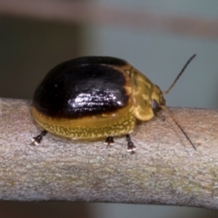 Paropsisterna cloelia (Eucalyptus variegated beetle) at Holt, ACT - 30 Nov 2023 by AlisonMilton