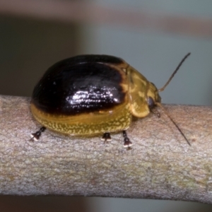 Paropsisterna cloelia at Holt, ACT - 1 Dec 2023