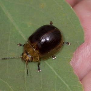 Paropsisterna cloelia at Holt, ACT - 1 Dec 2023