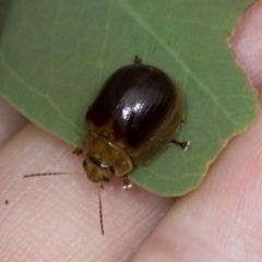 Paropsisterna cloelia at Holt, ACT - 1 Dec 2023 08:55 AM