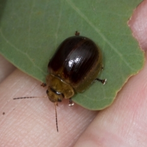 Paropsisterna cloelia at Holt, ACT - 1 Dec 2023