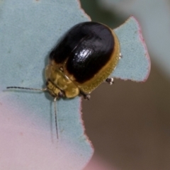 Paropsisterna cloelia at Holt, ACT - 1 Dec 2023 08:55 AM