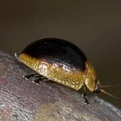 Paropsisterna cloelia at Holt, ACT - 1 Dec 2023