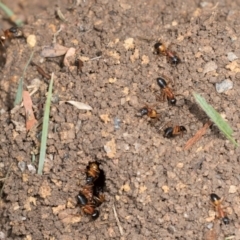 Camponotus consobrinus (Banded sugar ant) at Macgregor, ACT - 1 Dec 2023 by AlisonMilton