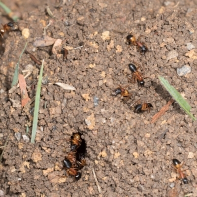 Camponotus consobrinus (Banded sugar ant) at Macgregor, ACT - 30 Nov 2023 by AlisonMilton