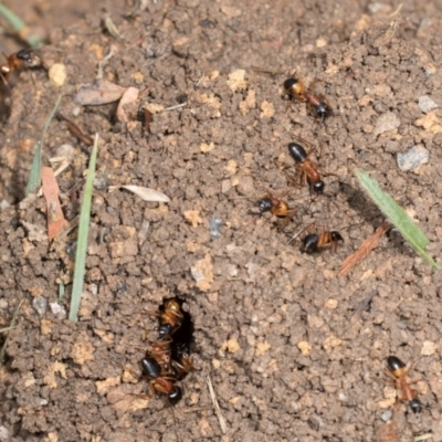Camponotus consobrinus (Banded sugar ant) at Macgregor, ACT - 1 Dec 2023 by AlisonMilton