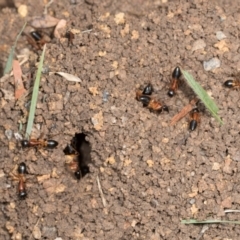 Camponotus consobrinus at Umbagong District Park - 1 Dec 2023 09:18 AM