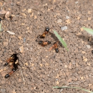 Camponotus consobrinus at Umbagong District Park - 1 Dec 2023 09:18 AM