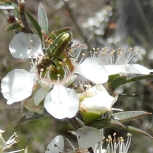 Phlogistus sp. (genus) at QPRC LGA - suppressed