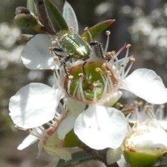 Phlogistus sp. (genus) at QPRC LGA - suppressed