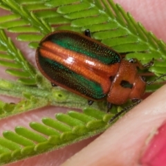 Calomela curtisi (Acacia leaf beetle) at Macgregor, ACT - 30 Nov 2023 by AlisonMilton