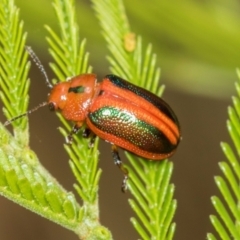 Calomela curtisi at Umbagong District Park - 1 Dec 2023 09:27 AM