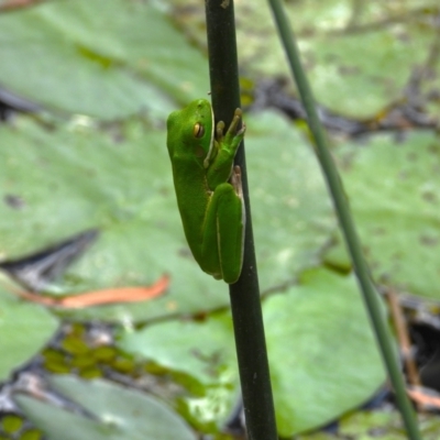 Unverified Frog at Kelso, QLD - 12 Nov 2023 by TerryS