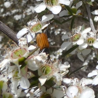 Phyllotocus sp. (genus) (Nectar scarab) at Boro - 4 Dec 2023 by Paul4K