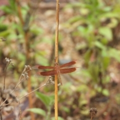 Neurothemis stigmatizans (Painted Grasshawk) at Kelso, QLD - 3 Dec 2023 by TerryS