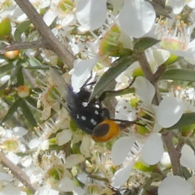 Amenia sp. (genus) (Yellow-headed Blowfly) at Borough, NSW - 4 Dec 2023 by Paul4K