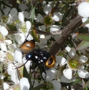 Amenia sp. (genus) at QPRC LGA - 4 Dec 2023