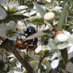 Amenia sp. (genus) at QPRC LGA - 4 Dec 2023