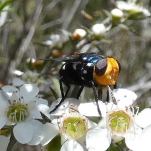 Amenia sp. (genus) at QPRC LGA - 4 Dec 2023