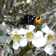 Amenia sp. (genus) at QPRC LGA - 4 Dec 2023