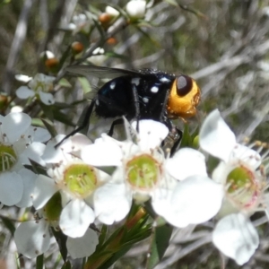 Amenia sp. (genus) at QPRC LGA - 4 Dec 2023