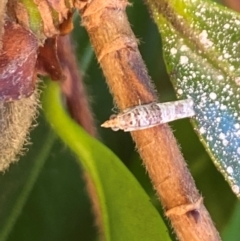 Spilonota constrictana (A Tortricid moth) at Aranda, ACT - 4 Dec 2023 by Jubeyjubes