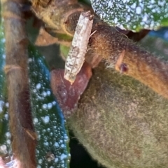 Spilonota constrictana at Aranda, ACT - 4 Dec 2023