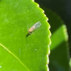 Psyllidae sp. (family) at Aranda, ACT - 4 Dec 2023