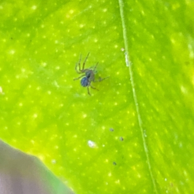 Unidentified Other web-building spider at Aranda, ACT - 4 Dec 2023 by Jubeyjubes