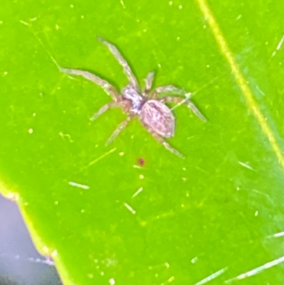 Badumna (genus) (Lattice-web spider) at Aranda, ACT - 4 Dec 2023 by Jubeyjubes