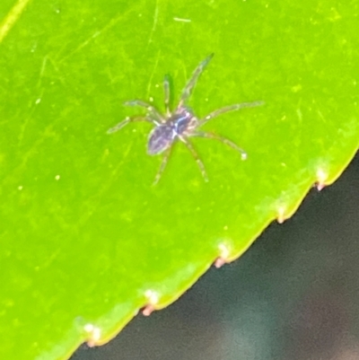 Unidentified Spider (Araneae) at Aranda, ACT - 4 Dec 2023 by Jubeyjubes
