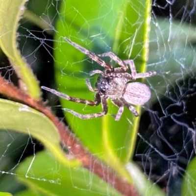 Badumna (genus) (Lattice-web spider) at Aranda, ACT - 4 Dec 2023 by Jubeyjubes