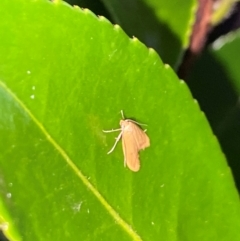 Eulechria electrodes (Yellow Eulechria Moth) at Aranda, ACT - 4 Dec 2023 by Jubeyjubes