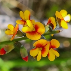 Sphaerolobium minus (Globe-pea) at Rendezvous Creek, ACT - 4 Dec 2023 by WalkYonder