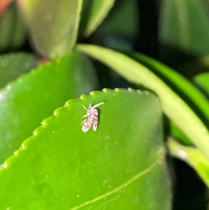 Hygraula nitens at Aranda, ACT - 4 Dec 2023