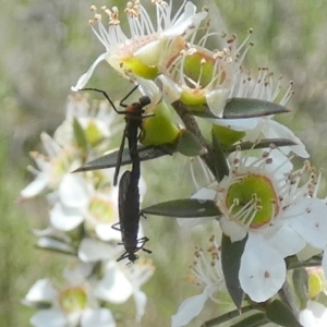 Bibionidae (family) at Boro - 4 Dec 2023