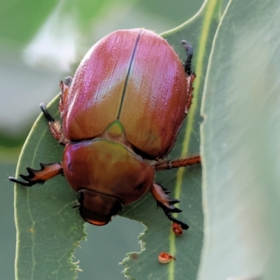 Anoplognathus montanus (Montane Christmas beetle) at Wodonga - 3 Dec 2023 by KylieWaldon