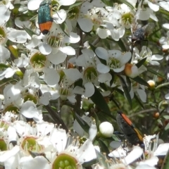 Castiarina kerremansi (A jewel beetle) at Borough, NSW - 4 Dec 2023 by Paul4K