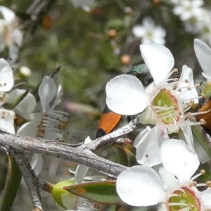 Castiarina kerremansi at Boro - suppressed