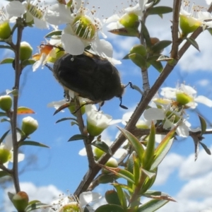 Bisallardiana gymnopleura at QPRC LGA - suppressed