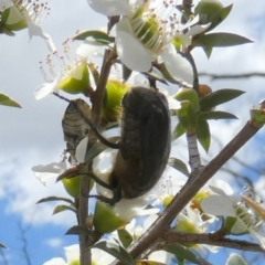 Bisallardiana gymnopleura at QPRC LGA - suppressed