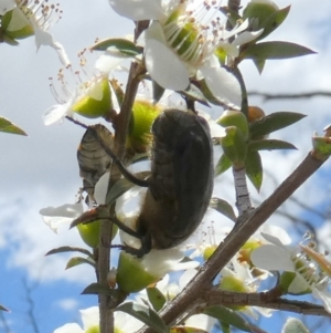 Bisallardiana gymnopleura at QPRC LGA - suppressed