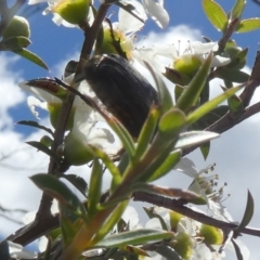 Bisallardiana gymnopleura at QPRC LGA - 4 Dec 2023