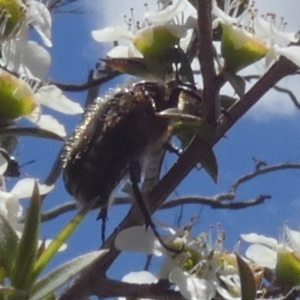 Bisallardiana gymnopleura at QPRC LGA - 4 Dec 2023