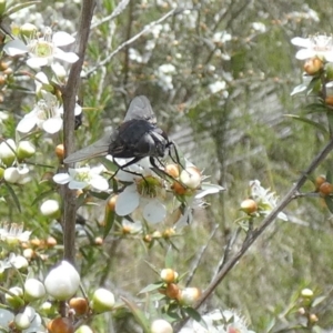 Rutilia sp. (genus) at QPRC LGA - 4 Dec 2023